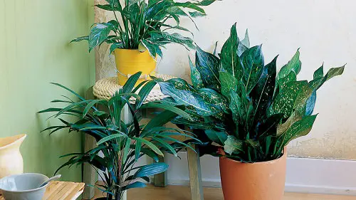 Aglaonema Varieties-Emrald Star