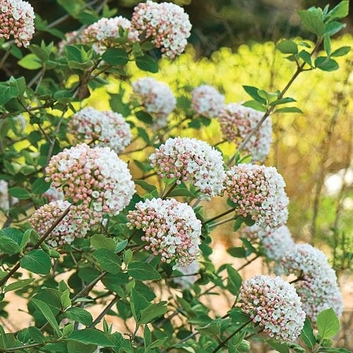 Bushes With White Flowers