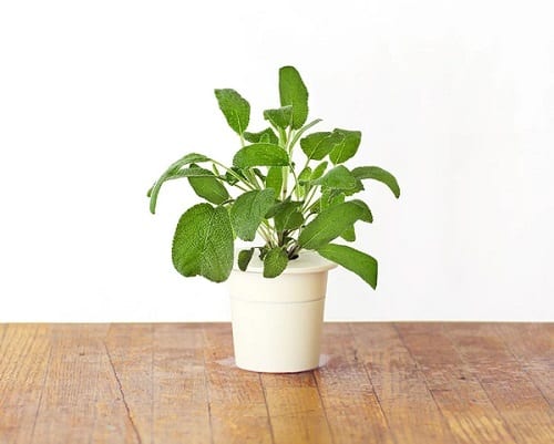 Good Luck Plants that Can Make You Lucky 9