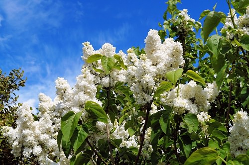 Types of White Flowers 
