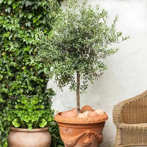 Fruits You Can Grow in Balcony 10