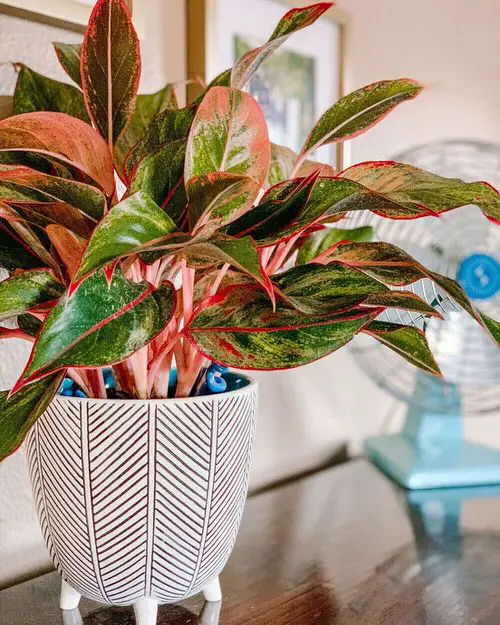 Best Aglaonema Varieties 11