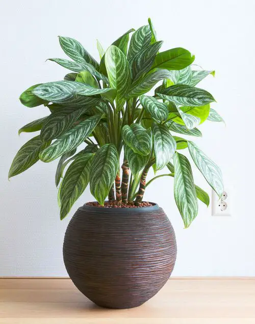 Best Aglaonema Varieties