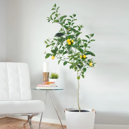 Good Luck Plants that Can Make You Lucky 
