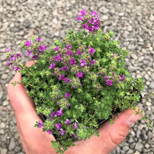 Best Herbs for Hanging Baskets 2