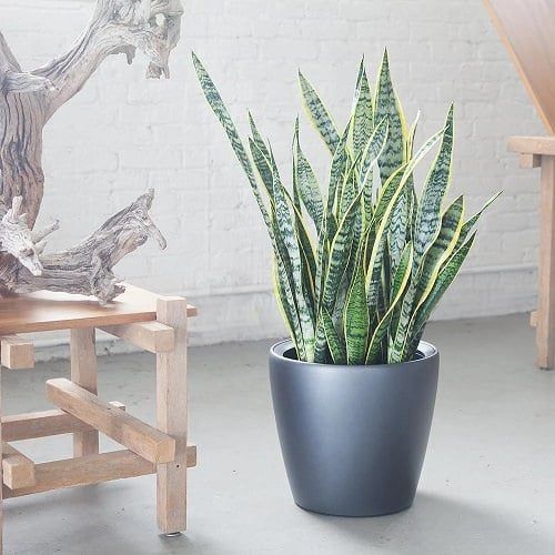 Most Popular Houseplants 2