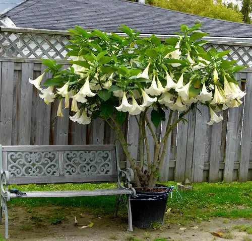 Best Types of White Flowers in pot