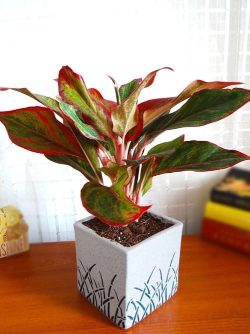 Aglaonema Varieties-Siam Aurora