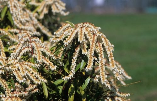 lovely Bushes With White Flowers
