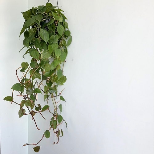 Houseplants for Girls Room 16
