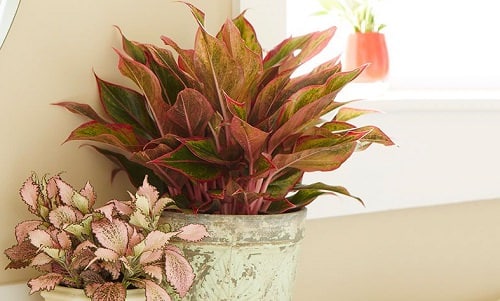 Best Aglaonema Varieties 11