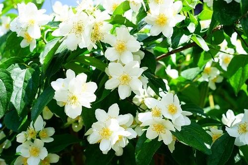 amazing Bushes With White Flowers