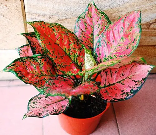 Aglaonema Varieties-Anyanmanee