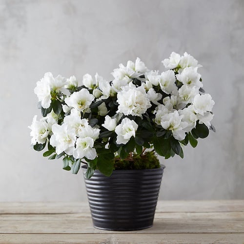 Houseplants that Love Coffee-Azalea