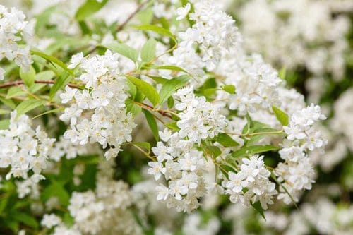 beautiful Bushes With White Flowers