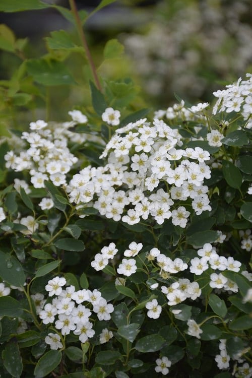 White Flower Bushes for the Garden