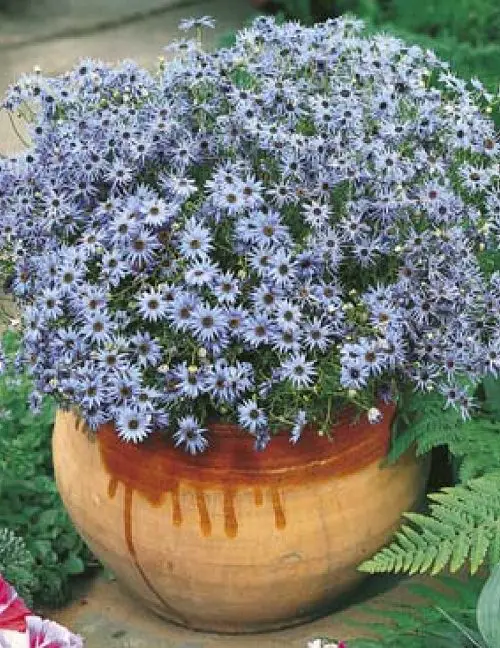 Blue Flower Names and image