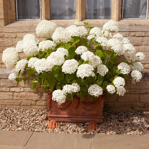 amazing White Flower Bushes for the Garden