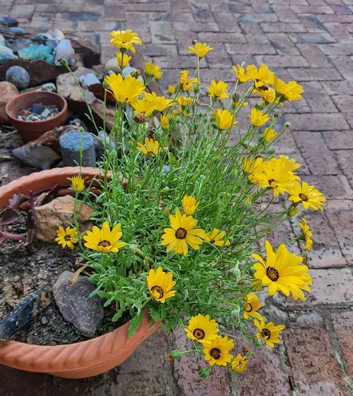 Best type of marigold