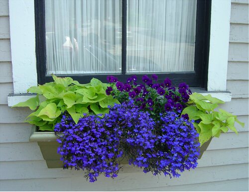 Best Trailing Foliage Plants 23