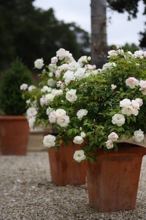 White Flower Bushes for the Garden pot