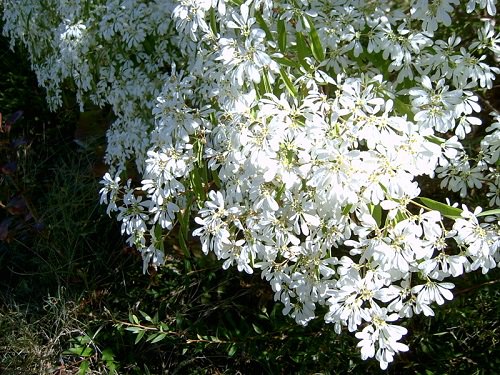 White Flower Bushes for the yard