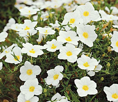 Small Annual White Flowers
