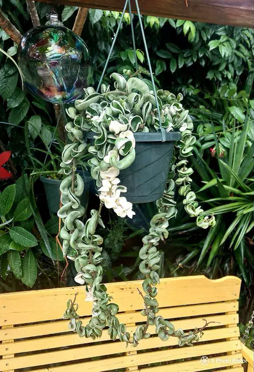 Trailing Foliage Plants 24