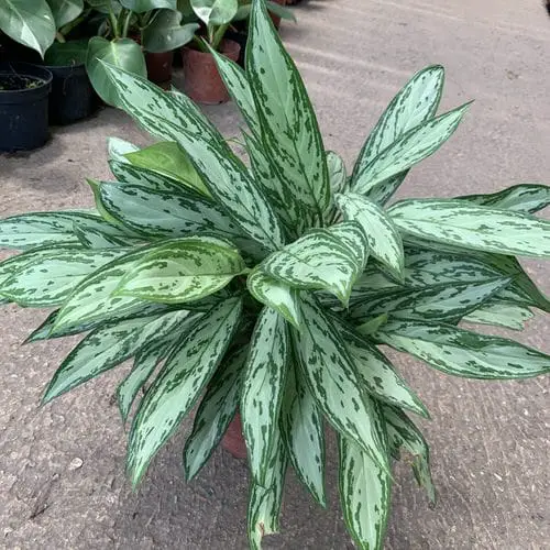  Aglaonema Varieties- Burmese Evergreen