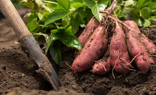 How to Grow Sweet Potatoes 2