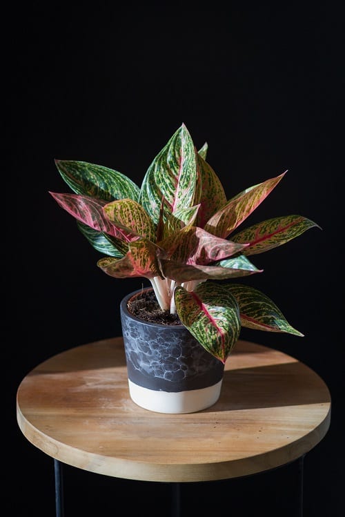 Best Aglaonema Varieties 2