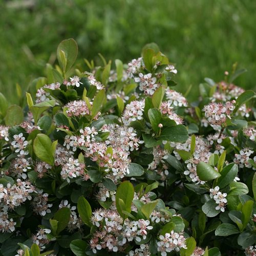 Types of White Flowers 2