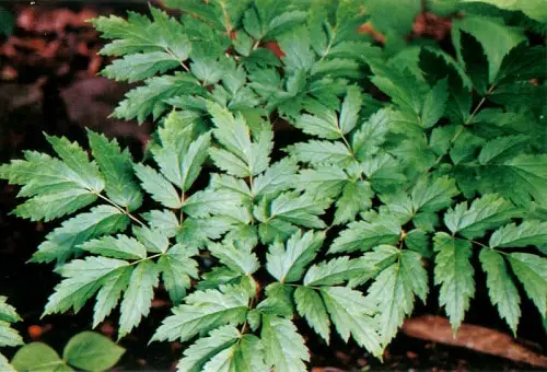 Best Herbs for Women 2