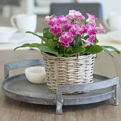 primerose plant for coffee table 10