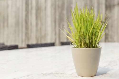 Plants that Repel Spiders 3
