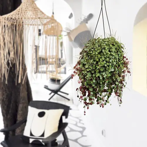 Best Trailing Foliage Plants 2