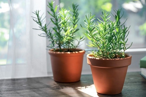 Herbs Every Man Should Grow 2