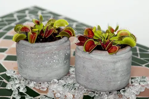 best Unusual Indoor Plants