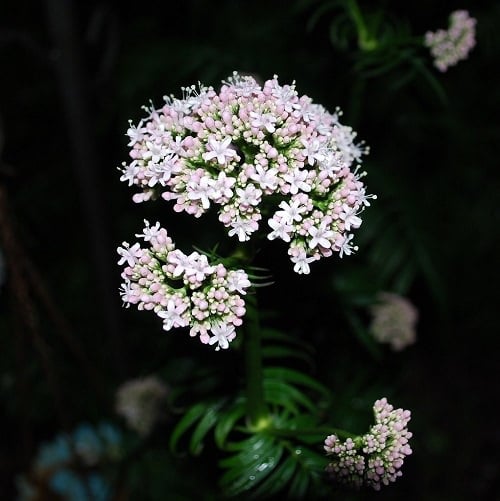 beautiful Small Annual White Flowers