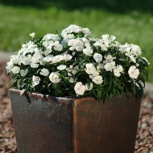 Small Annual White Flowers in garden