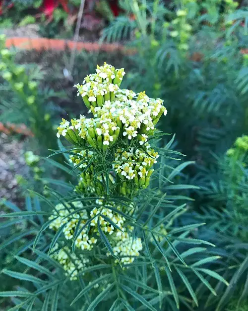 Best marigold Varieties