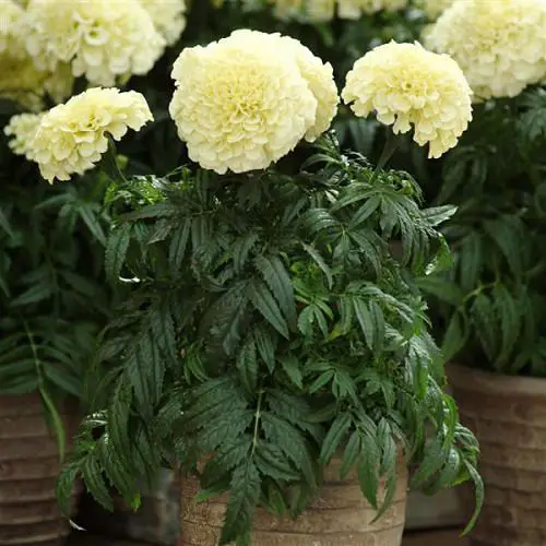 Small Annual White Flowers in pot