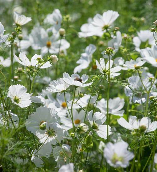 top Small Annual White Flowers