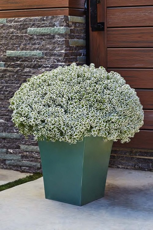 Small Annual White Flowers for decor