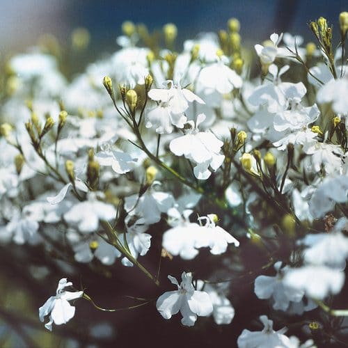 Garden-use little white annual flowers