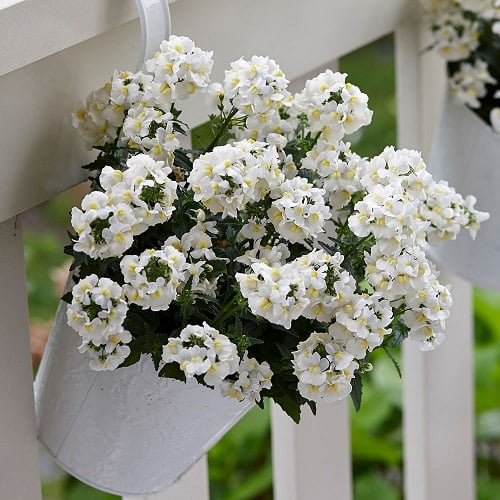 Tiny White Annual Flowers for the Yard