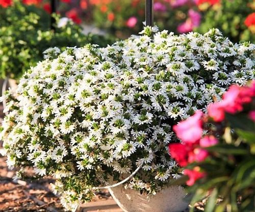 Garden-use little white annual flowers