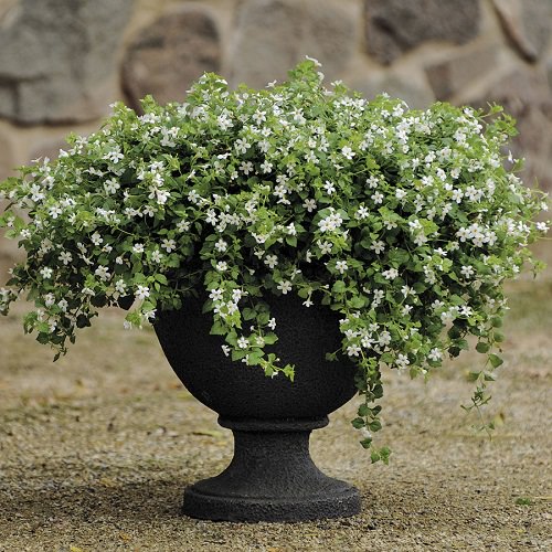 amazing Garden-use little white annual flowers