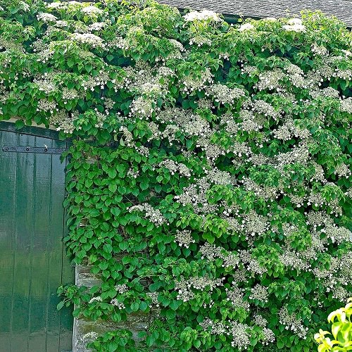 Vines with White Flowers