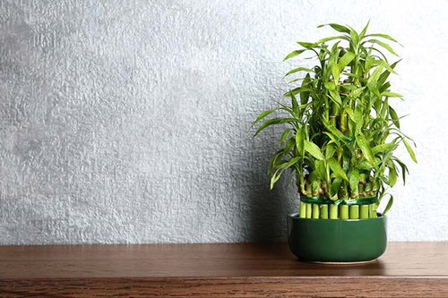 Good Luck Plants that Can Make You Lucky 2